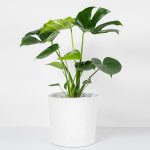 Lacy Tree Philodendron