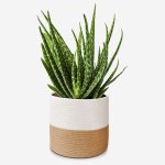 Aloe Hedgehog Live Plant