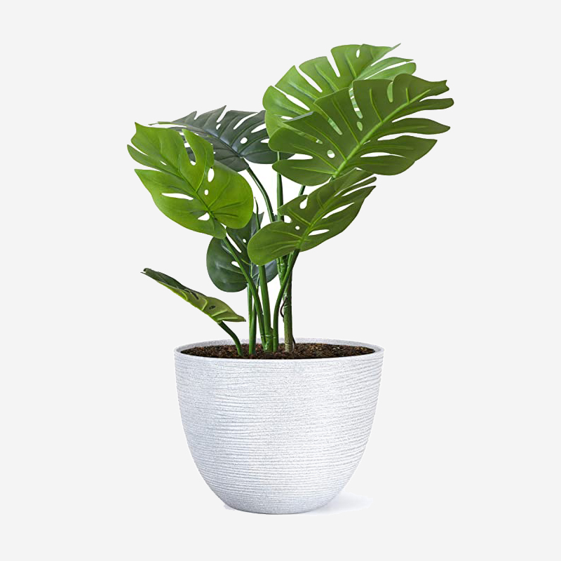 Golden Devil's Ivy Plant - Image 6